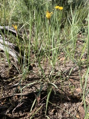 Steppe agoseris (Agoseris parviflora)
