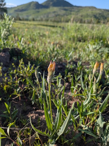 Steppe agoseris (Agoseris parviflora)