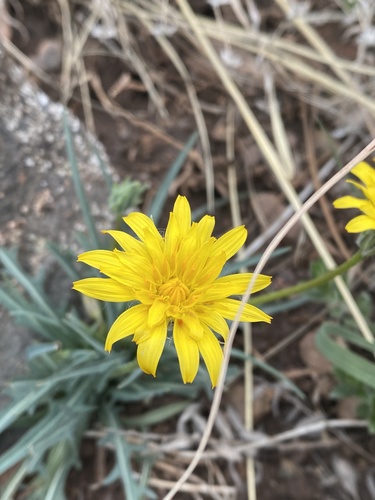 Steppe agoseris (Agoseris parviflora)