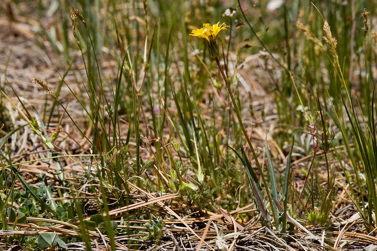 Steppe agoseris: Agoseris parviflora near Target Tree Campground, north side of US Hwy 160 between Mancos and Hesperus, 37.342 -108.186, La Plata County, Colorado, 16 May 2014.