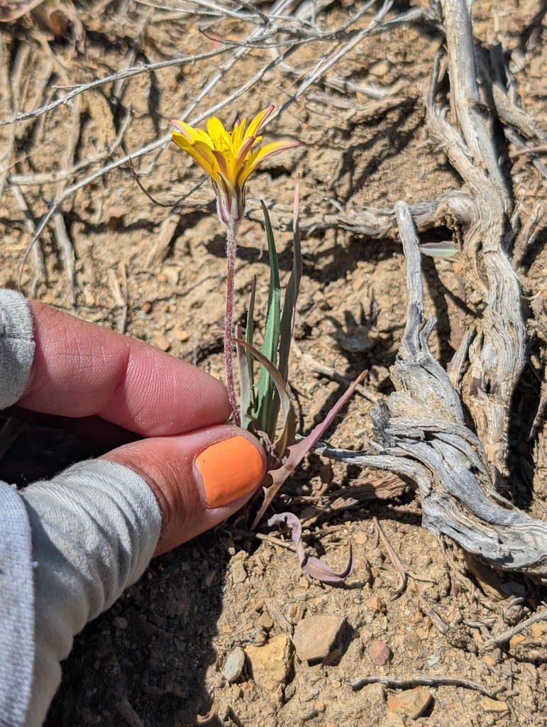 Steppe agoseris (Agoseris parviflora)