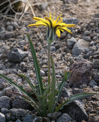 Steppe agoseris (Agoseris parviflora)