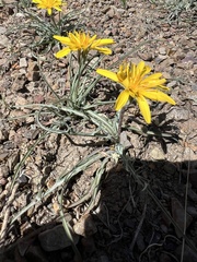 Steppe agoseris (Agoseris parviflora)
