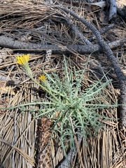 Spearleaf agoseris (Agoseris retrorsa)