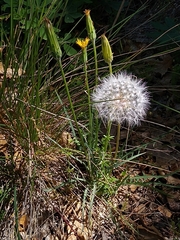 Spearleaf agoseris (Agoseris retrorsa)