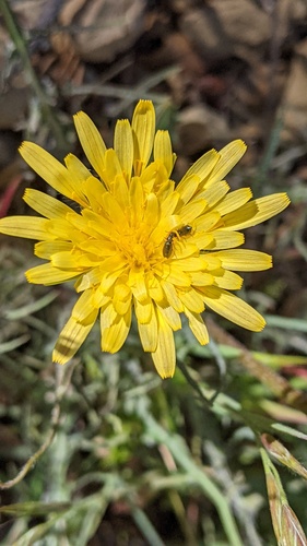 Spearleaf agoseris (Agoseris retrorsa)