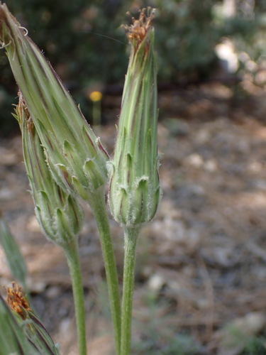 Spearleaf agoseris (Agoseris retrorsa)