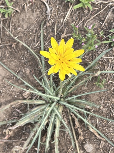 Spearleaf agoseris (Agoseris retrorsa)