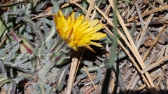 Spearleaf agoseris (Agoseris retrorsa)