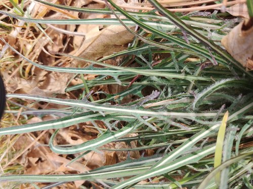 Spearleaf agoseris (Agoseris retrorsa)
