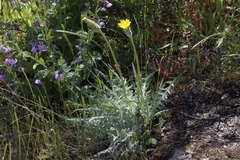 Spearleaf agoseris (Agoseris retrorsa)