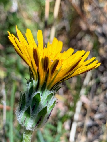 Spearleaf agoseris (Agoseris retrorsa)