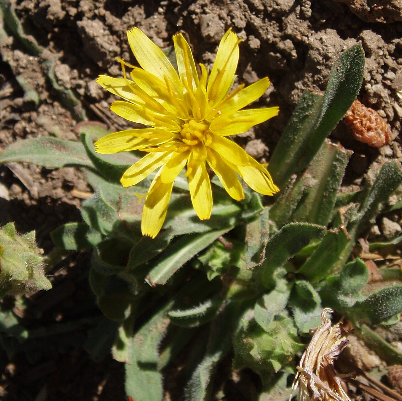 Spearleaf agoseris: Agoseris retrorsa — in the Emigrant Wilderness, Sierra Nevada, California.