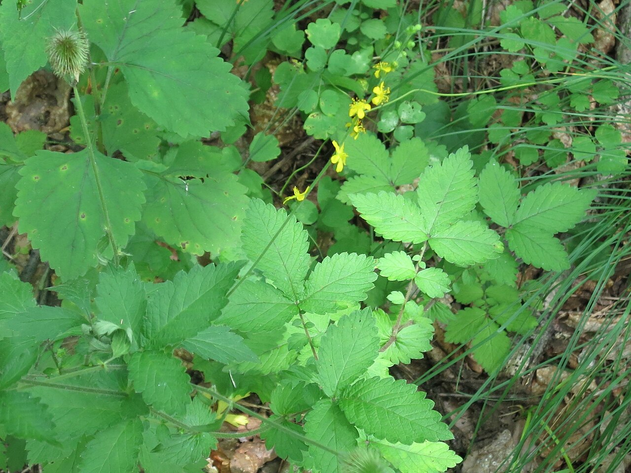 Agrimonia coreana: Agrimonia coreana
