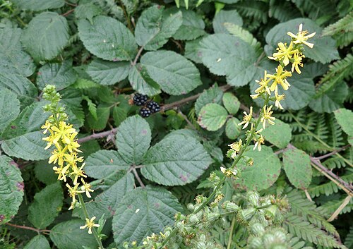 Agrimony: Agrimonia eupatoria (Common Agrimony), Eggesford, South Devon. A common hedgerow herb in England.