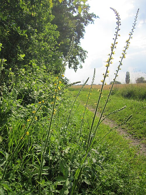 Agrimony: Gemeiner Odermennig ( Agrimonia eupatoria ) im Hockenheimer Rheinbogen
