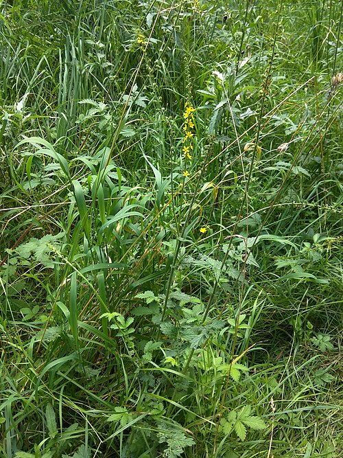 Agrimony: Agrimonia eupatoria L., Dyrehaven, Denmark, 19 August 2017