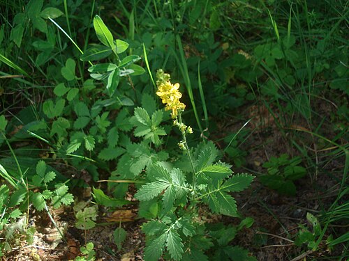 Agrimony: Common Agrimony, Church Steeples or Sticklewort (Agrimonia eupatoria). Found in Audriņi near Rezekne city, Latvia