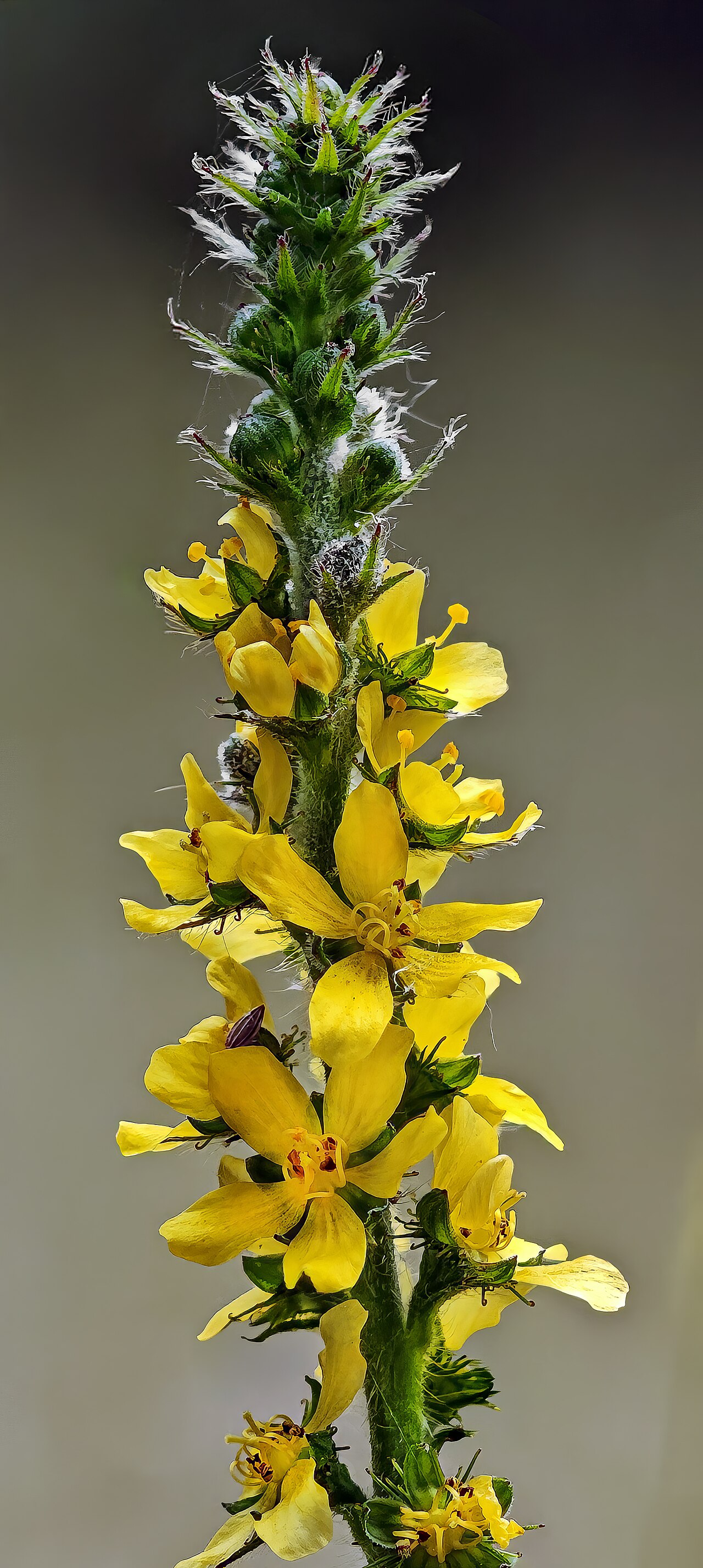 Agrimony: Agrimonia eupatoria (Bigleaf hydrangea,) - Inflorescence.