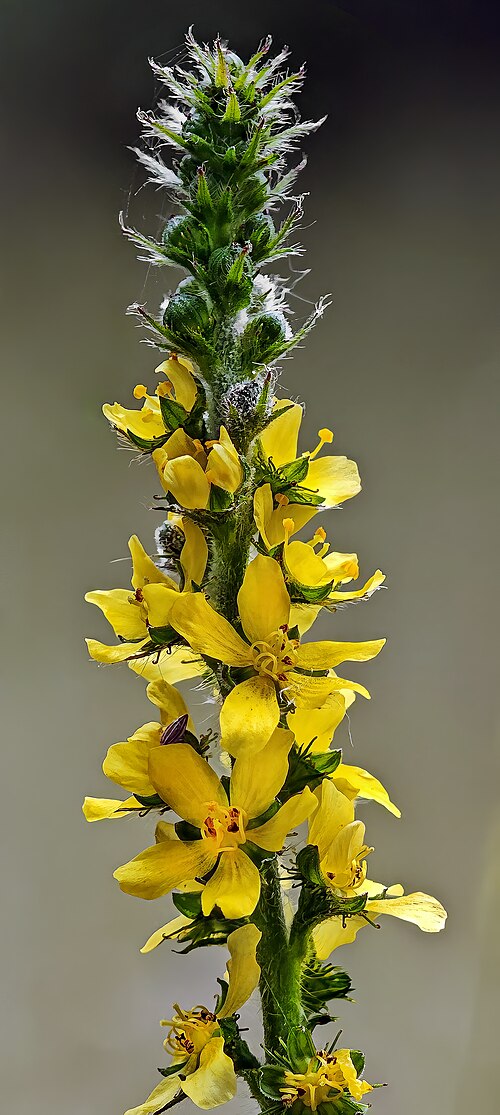 Agrimony: Agrimonia eupatoria (Bigleaf hydrangea,) - Inflorescence.