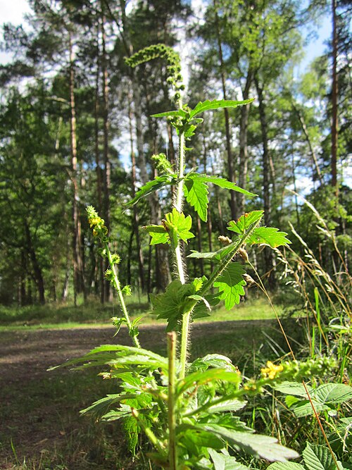 Agrimony: Gemeiner Odermennig ( Agrimonia eupatoria ) im Speyerer Wald