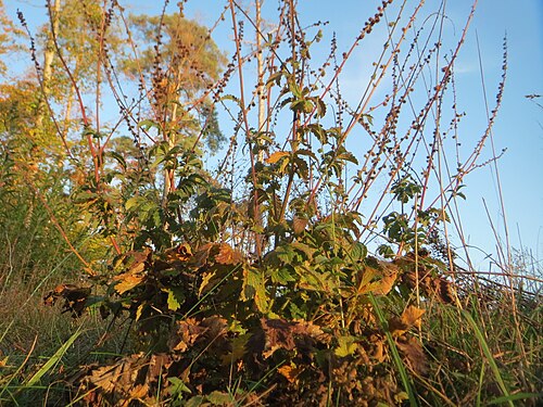 Agrimony: Gemeiner Odermennig ( Agrimonia eupatoria ) in der Schwetzinger Hardt