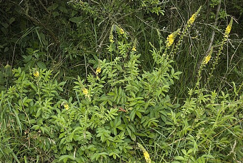 Agrimony: Agrimonia eupatoria - Aigremoine eupatoire à Bray-sur-somme (Somme) le 25/06/2007