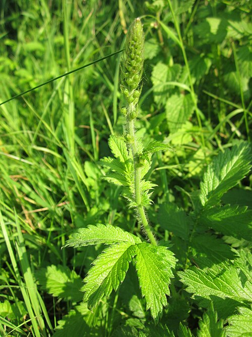 Agrimony: Gemeiner Odermennig ( Agrimonia eupatoria ) im Hockenheimer Rheinbogen
