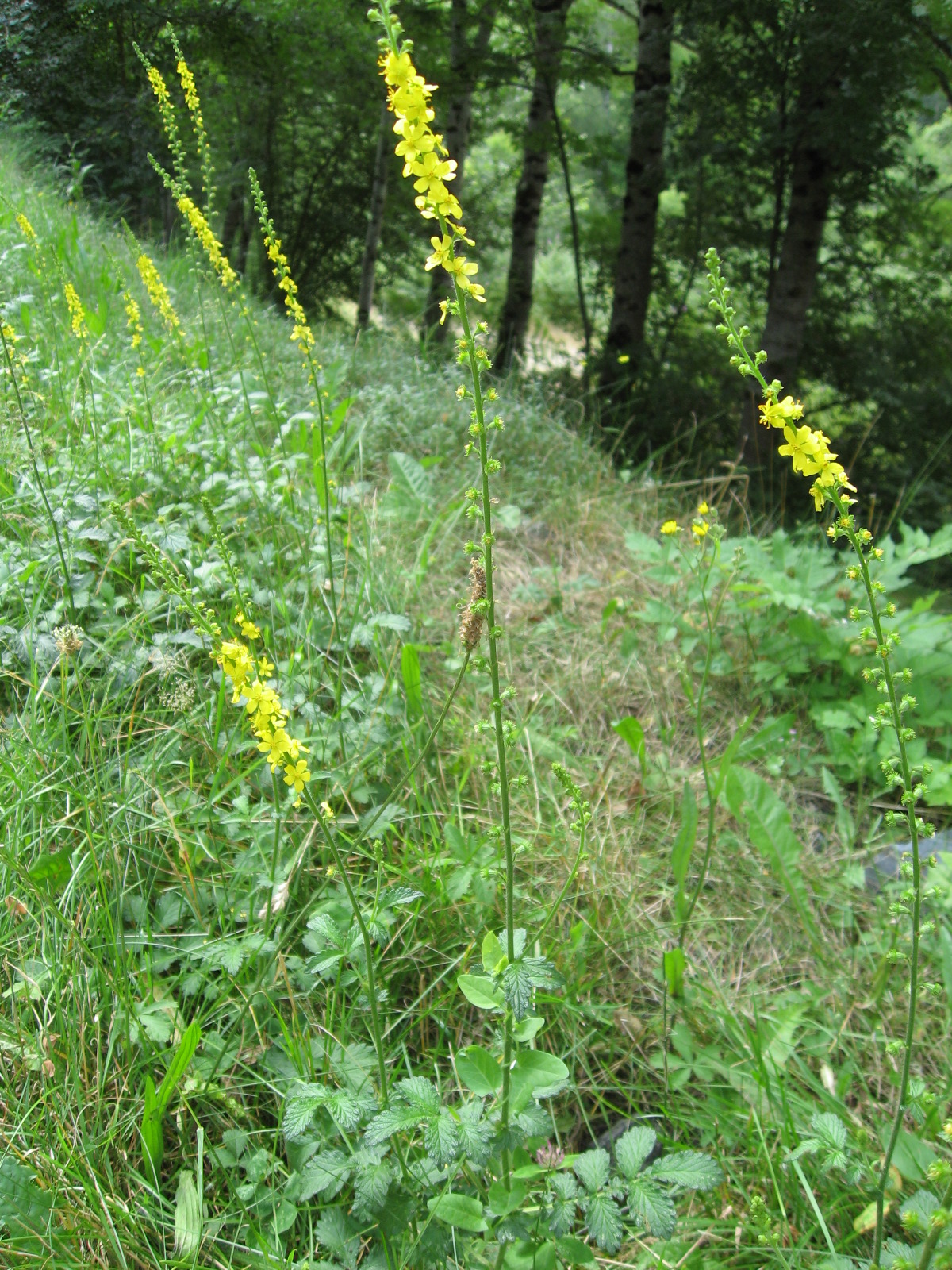 Agrimony: Gemeiner Odermennig