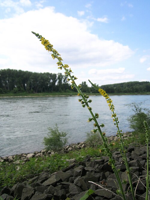 Agrimony: Gemeiner Odermennig ( Agrimonia eupatoria ) am Rhein