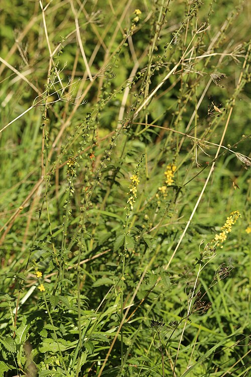Agrimony: Agrimonia eupatoria L., Utterslev Mose, Søborg, Denmark, 27 August 2017