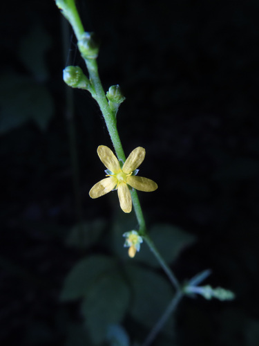 Agrimonia nipponica (Agrimonia nipponica)