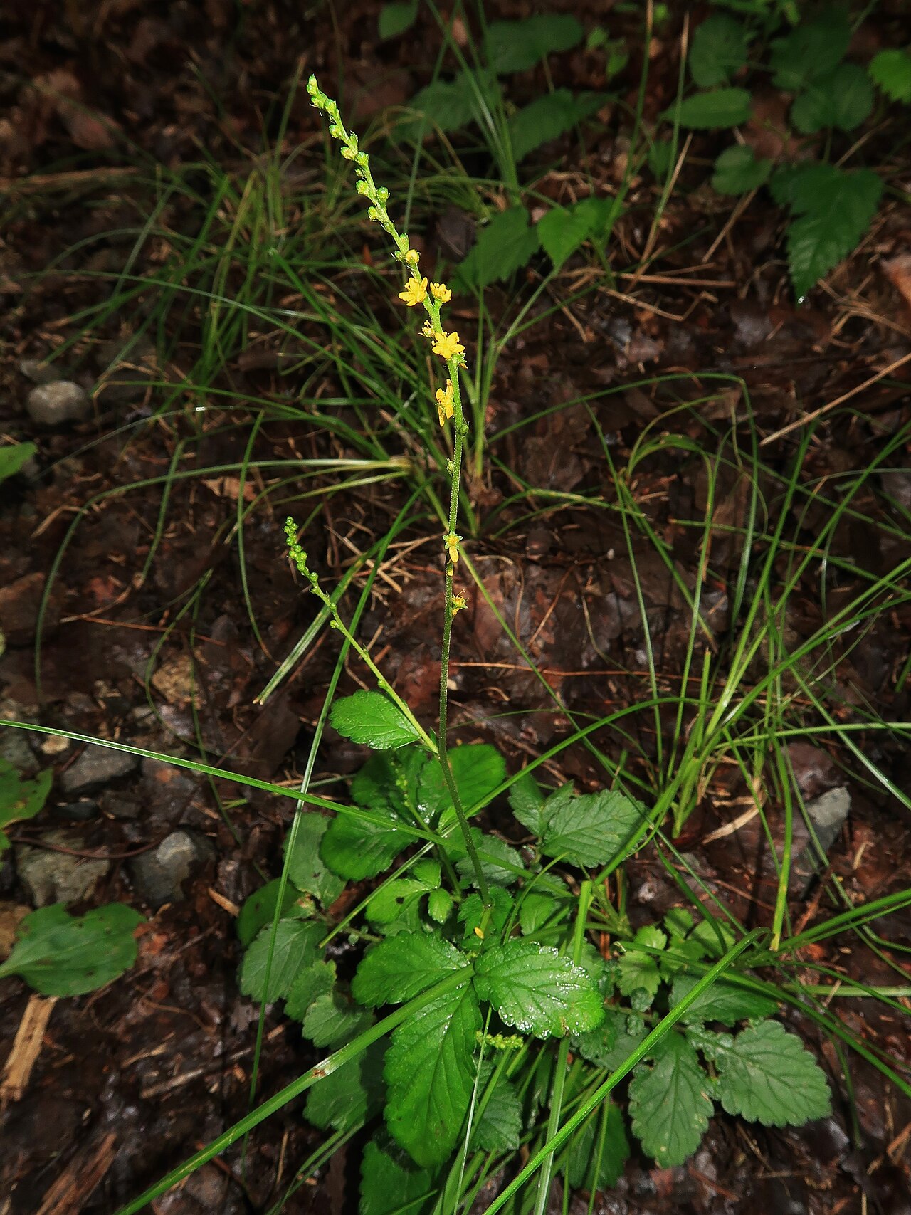 Agrimonia nipponica: Agrimonia nipponica , Aizu area, Fukushima pref., Japan