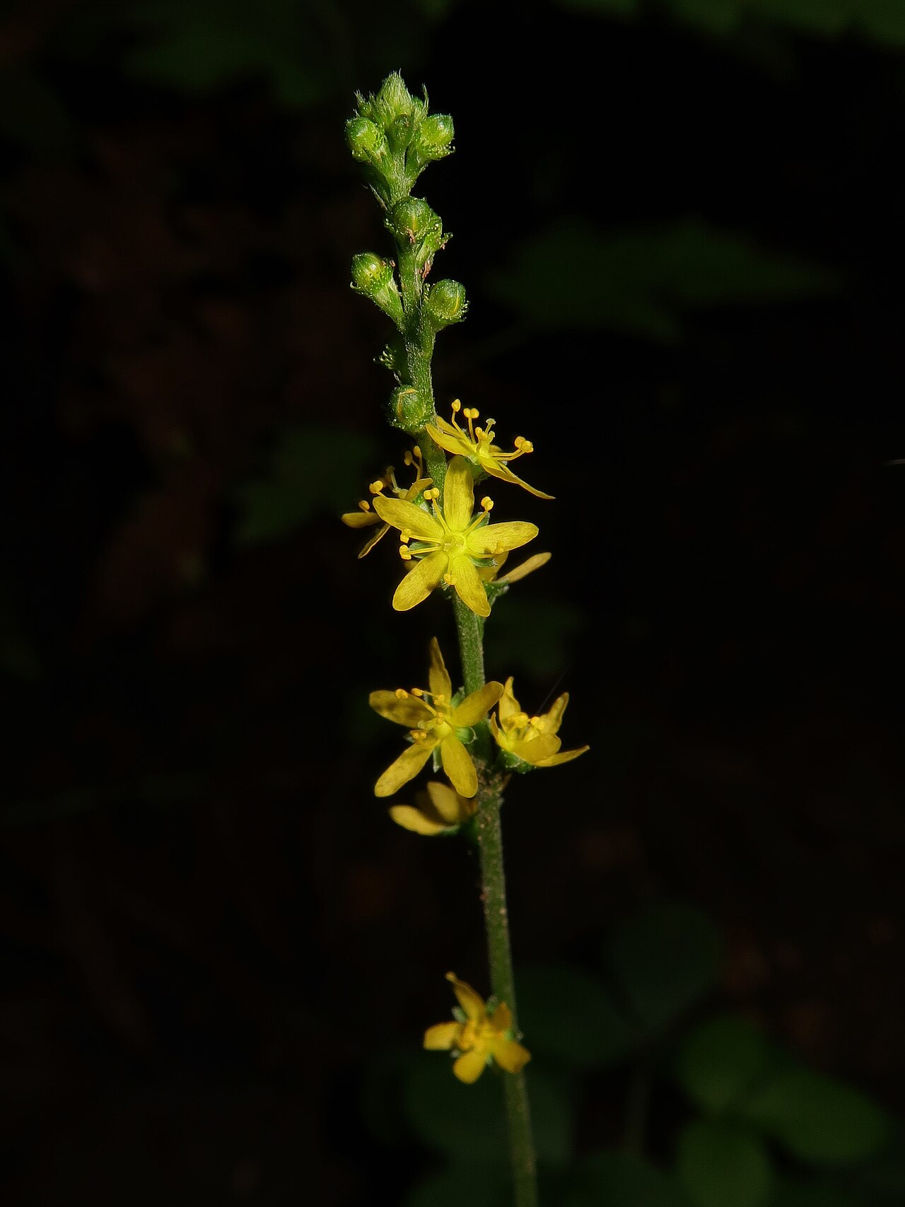 Agrimonia nipponica: Agrimonia nipponica , Nouth area, Ibaraki pref., Japan