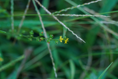 Agrimonia nipponica (Agrimonia nipponica)