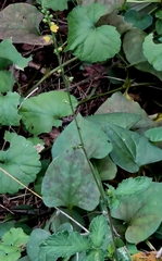 Agrimonia nipponica (Agrimonia nipponica)