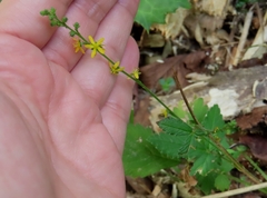 Agrimonia nipponica (Agrimonia nipponica)