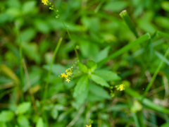 Agrimonia nipponica (Agrimonia nipponica)