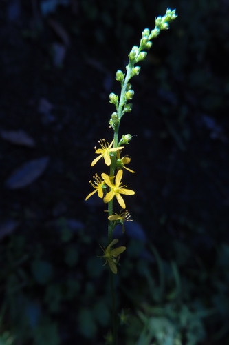 Agrimonia nipponica (Agrimonia nipponica)