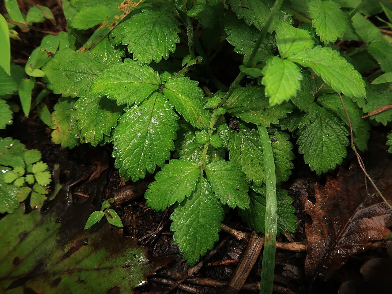 Agrimonia nipponica: Agrimonia nipponica , Nouth area, Ibaraki pref., Japan