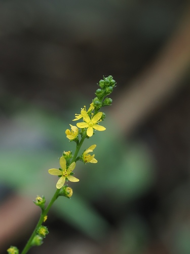 Agrimonia nipponica (Agrimonia nipponica)