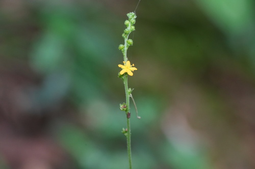 Agrimonia nipponica (Agrimonia nipponica)