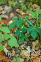 Agrimonia nipponica (Agrimonia nipponica)