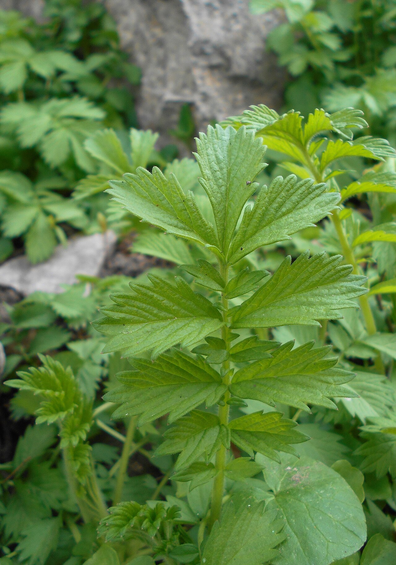 Hairy agrimony: Rzepik szczeciniasty ( Agrimonia pilosa ), Ogród Botaniczny UMCS w Lublinie.