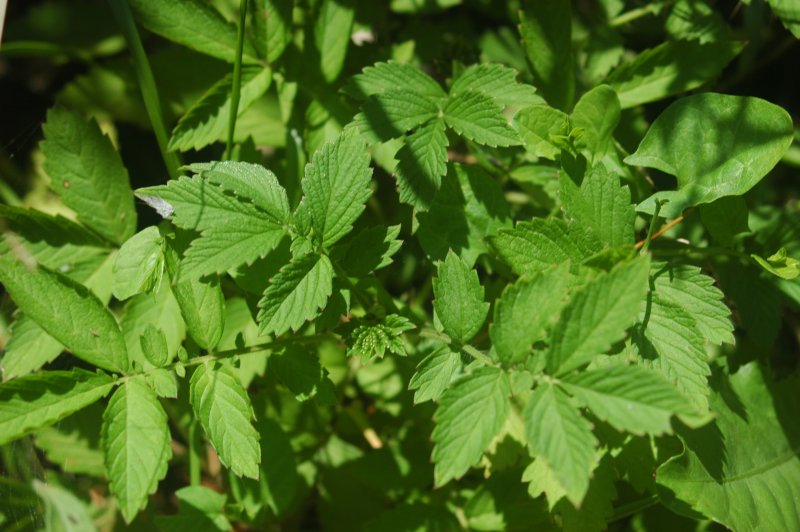 Hairy agrimony: Described as Agrimonia pilosa , but probably wrong – base of leaflets should be narrow (100 % yes, grown from seeds from the botanical garden).