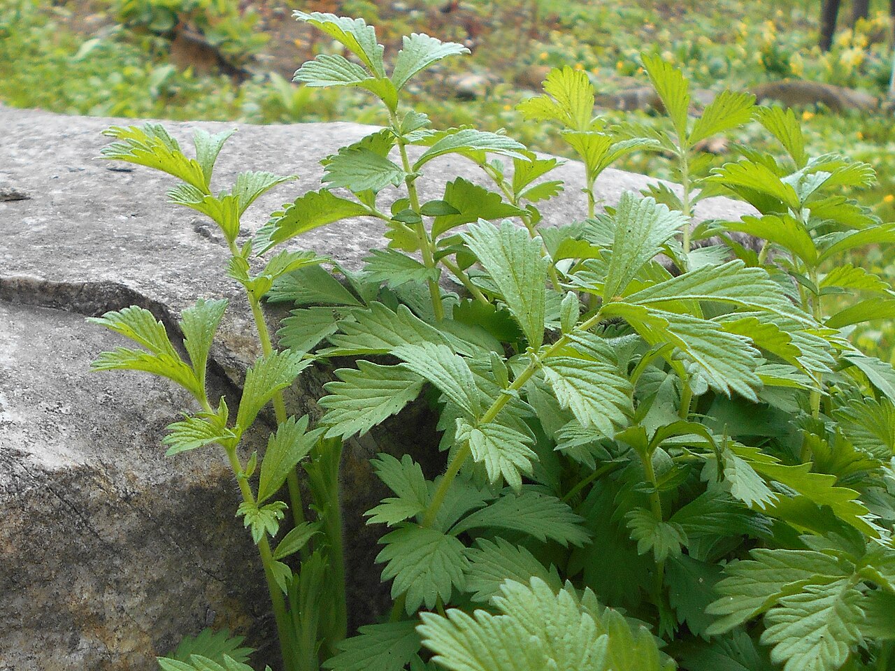 Hairy agrimony: Rzepik szczeciniasty ( Agrimonia pilosa ), Ogród Botaniczny UMCS w Lublinie.