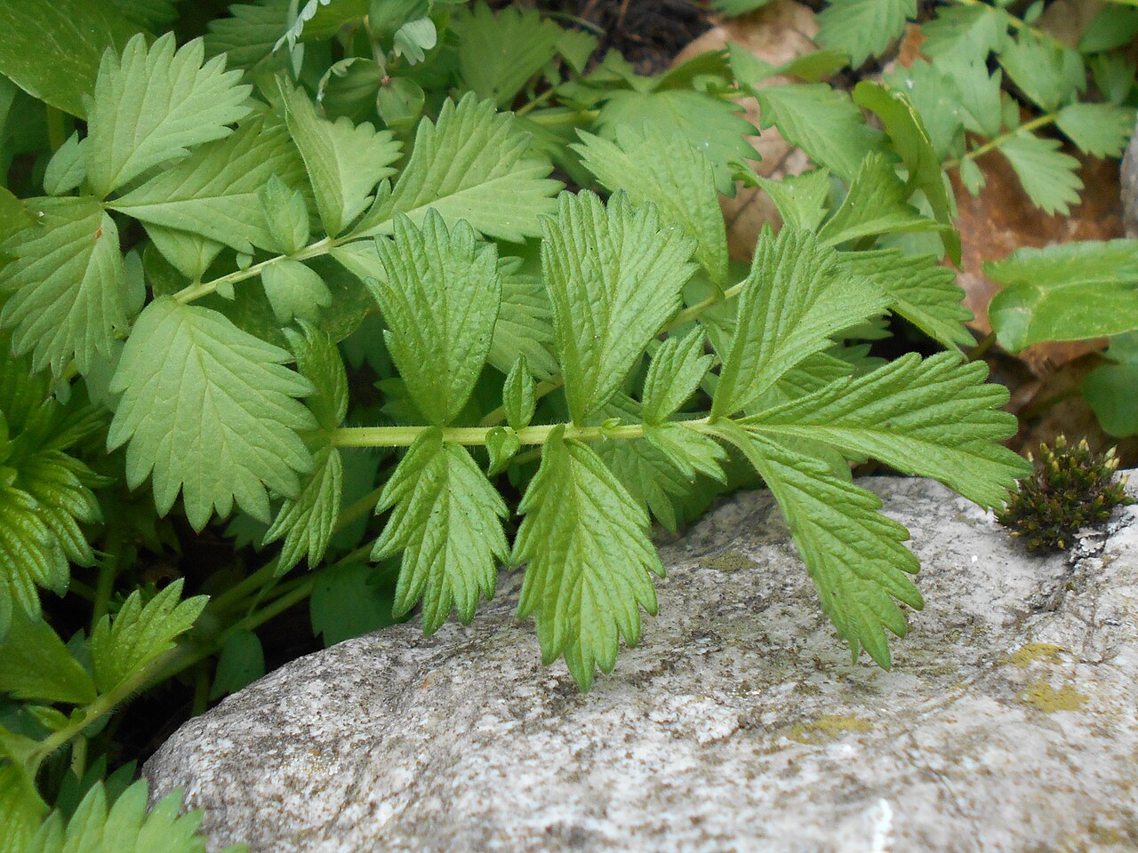 Hairy agrimony: Rzepik szczeciniasty ( Agrimonia pilosa ), Ogród Botaniczny UMCS w Lublinie.