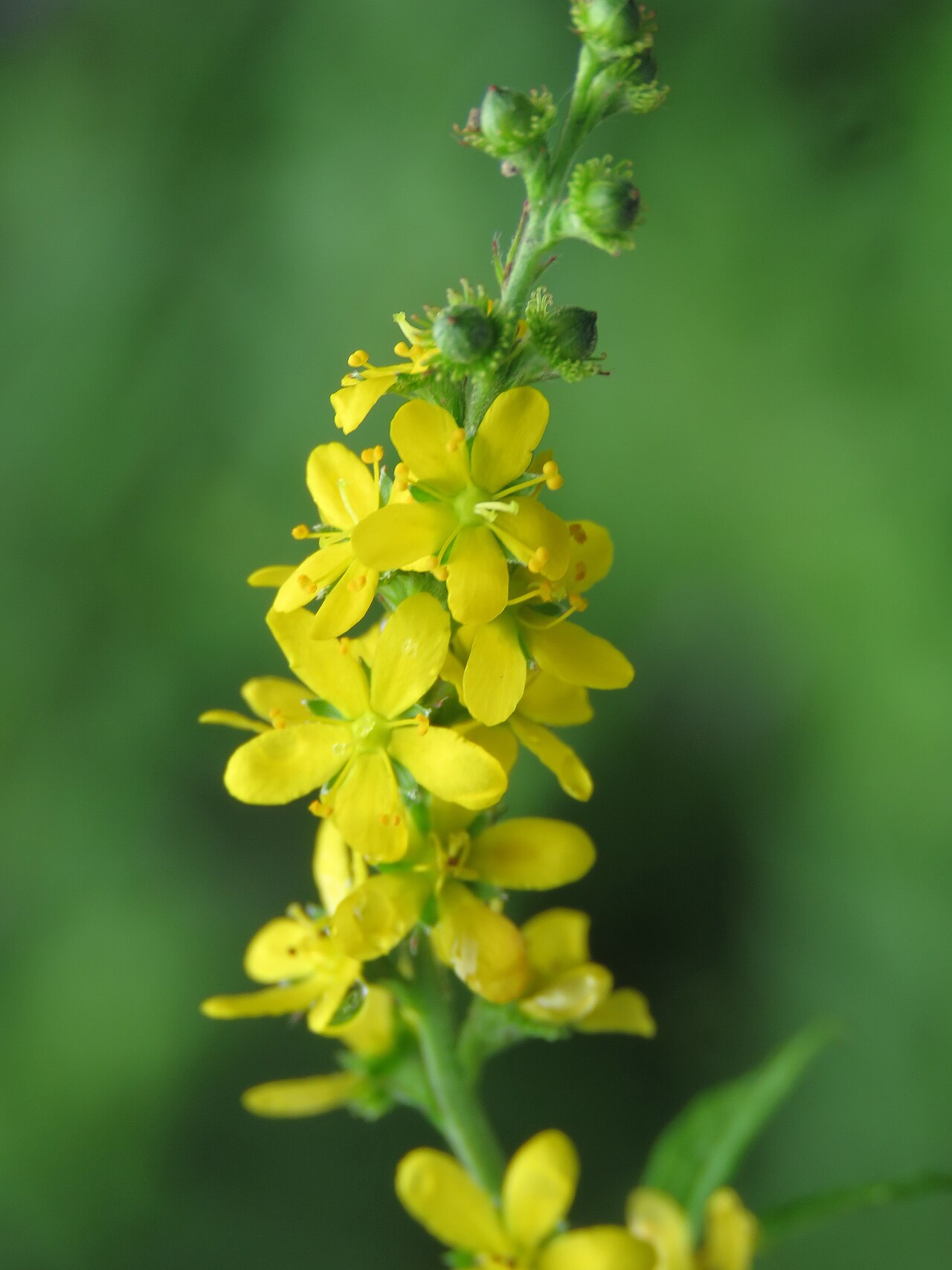 Hairy agrimony: Photos from Valley of Flowers trip during LGFC - VOF 2019