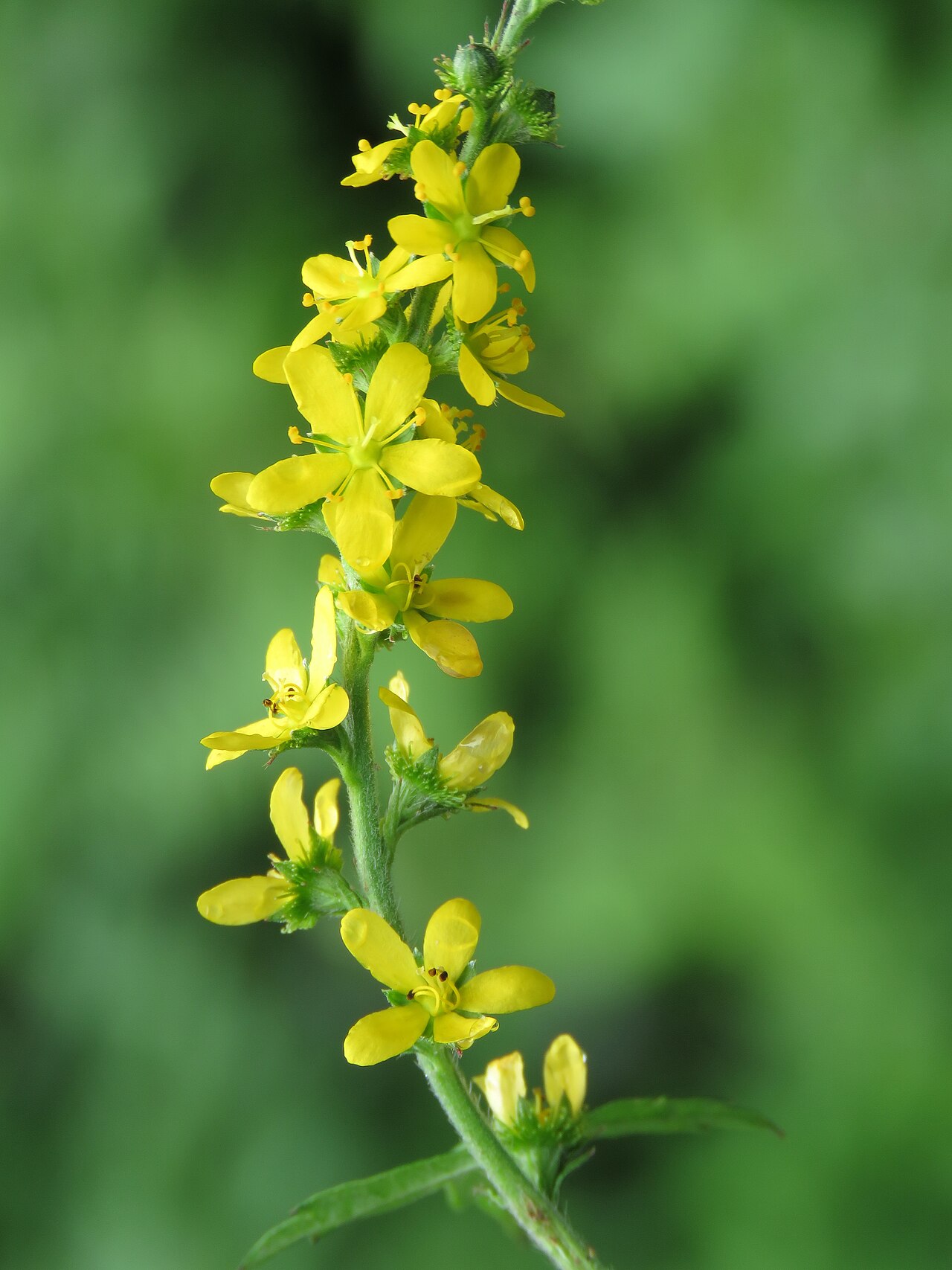 Hairy agrimony: Photos from Valley of Flowers trip during LGFC - VOF 2019
