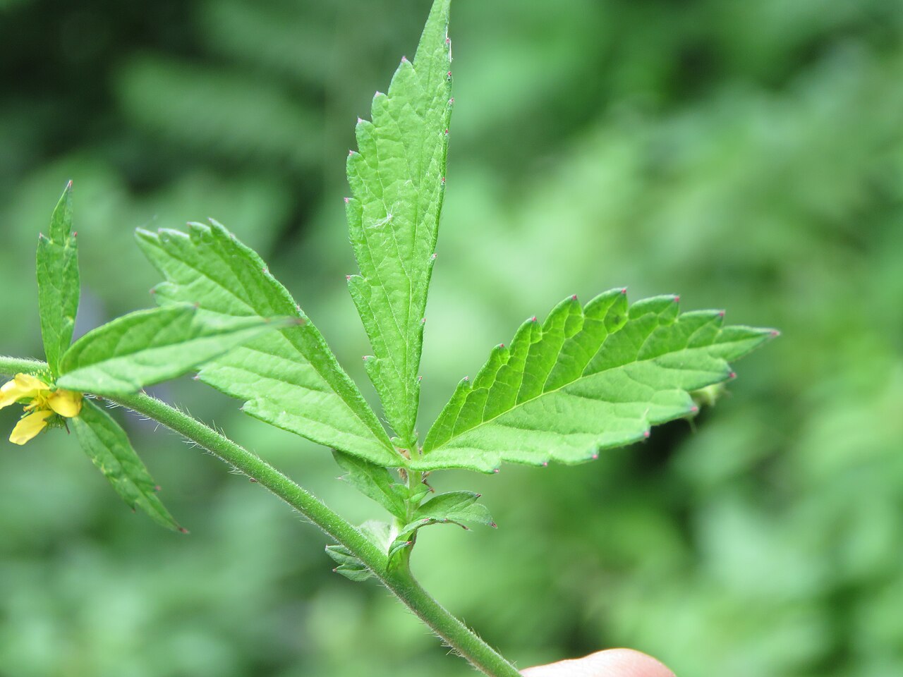 Hairy agrimony: Photos from Valley of Flowers trip during LGFC - VOF 2019